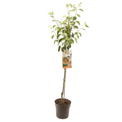 Malus domestica 'James Grieve' (Appel) fruitplant 230cm - afbeelding 1