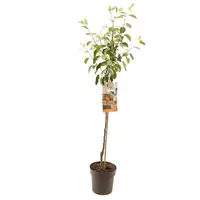 Malus domestica 'James Grieve' (Appel) fruitplant 230cm - afbeelding 1