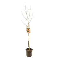 Malus domestica 'James Grieve' (Appel) fruitplant 230cm - afbeelding 2