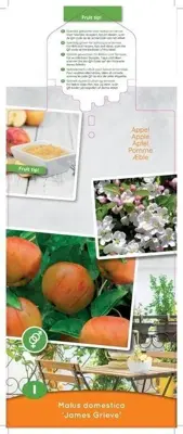 Malus domestica 'James Grieve' (Appel) fruitplant 90cm - afbeelding 3