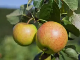 Malus domestica 'James Grieve' (Appel) fruitplant 90cm - afbeelding 4