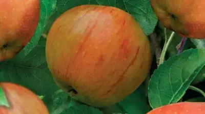 Malus domestica 'James Grieve' (Appel) fruitplant 90cm - afbeelding 5