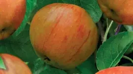 Malus domestica 'James Grieve' (Appel) fruitplant 90cm - afbeelding 5