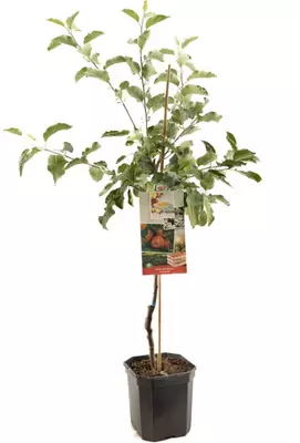 Malus domestica 'Jonagold' (Appel) fruitplant 160cm - afbeelding 2