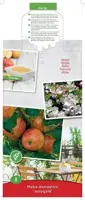 Malus domestica 'Jonagold' (Appel) fruitplant 90cm - afbeelding 3