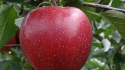 Malus domestica 'Jonagold' (Appel) fruitplant 90cm - afbeelding 4