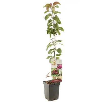 Malus domestica 'Maypole' (Appel) fruitplant 110cm - afbeelding 2