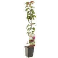 Malus domestica 'Maypole' (Appel) fruitplant 110cm - afbeelding 2