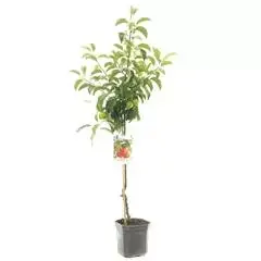 Malus domestica 'Pinova' (Appel) fruitplant 160cm - afbeelding 1