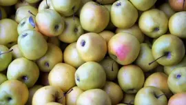 Malus domestica 'Polka' (Appel) fruitplant 110cm - afbeelding 4