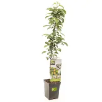 Malus domestica 'Polka' (Appel) fruitplant 110cm - afbeelding 1