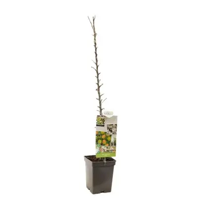 Malus domestica 'Polka' (Appel) fruitplant 110cm - afbeelding 2