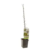 Malus domestica 'Polka' (Appel) fruitplant 110cm - afbeelding 2