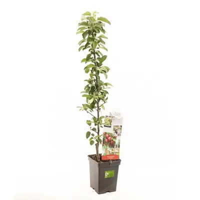 Malus domestica 'Redcats' (Appel) fruitplant 110cm - afbeelding 1