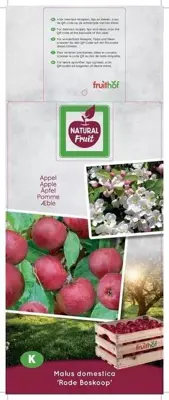 Malus domestica 'Rode Boskoop' (Appel) fruitplant 160cm - afbeelding 4