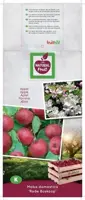 Malus domestica 'Rode Boskoop' (Appel) fruitplant 160cm - afbeelding 4