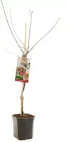 Malus domestica 'Rode Boskoop' (Appel) fruitplant 160cm - afbeelding 3