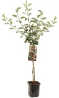 Malus domestica 'Rode Boskoop' (Appel) fruitplant 160cm - afbeelding 2