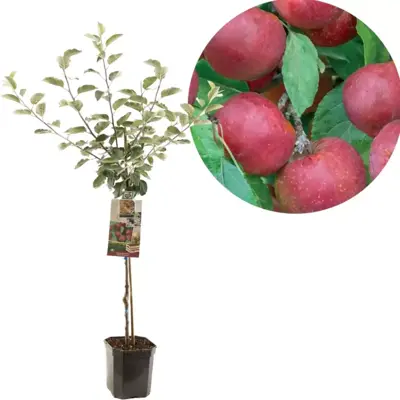 Malus domestica 'Rode Boskoop' (Appel) fruitplant 160cm - afbeelding 1