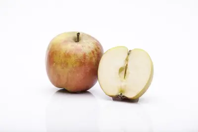 Malus domestica 'Rode Boskoop' (Appel) fruitplant 90cm - afbeelding 7