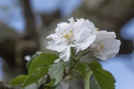 Malus domestica 'Rode Boskoop' (Appel) fruitplant 90cm - afbeelding 10