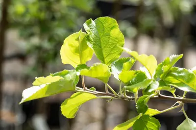 Malus domestica 'Rode Boskoop' (Appel) fruitplant 90cm - afbeelding 12