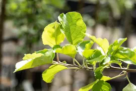 Malus domestica 'Rode Boskoop' (Appel) fruitplant 90cm - afbeelding 12