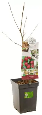 Malus domestica 'Rode Boskoop' (Appel) fruitplant 90cm - afbeelding 3