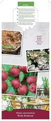 Malus domestica 'Rode Boskoop' (Appel) fruitplant 90cm - afbeelding 4