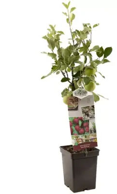 Malus domestica 'Rode Boskoop' (Appel) fruitplant 90cm - afbeelding 2