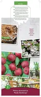 Malus domestica 'Rode Boskoop' (Appel) fruitplant 90cm - afbeelding 4