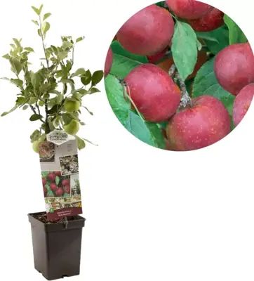 Malus domestica 'Rode Boskoop' (Appel) fruitplant 90cm - afbeelding 1