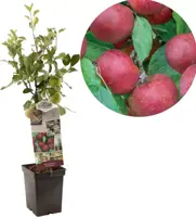 Malus domestica 'Rode Boskoop' (Appel) fruitplant 90cm - afbeelding 1