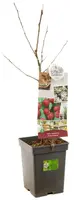 Malus domestica 'Rode Boskoop' (Appel) fruitplant 90cm - afbeelding 3