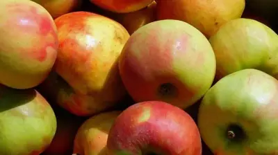 Malus domestica 'Rode Boskoop' (Appel) fruitplant 90cm - afbeelding 5