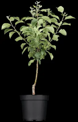 Malus domestica 'Rode Boskoop' (Appel) fruitplant 90cm - afbeelding 6