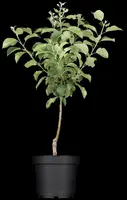 Malus domestica 'Rode Boskoop' (Appel) fruitplant 90cm - afbeelding 6