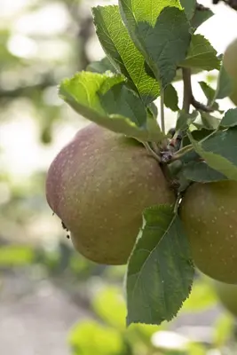 Malus domestica 'Rode Boskoop' (Appel) fruitplant 90cm - afbeelding 8