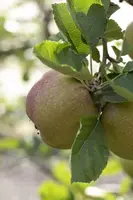 Malus domestica 'Rode Boskoop' (Appel) fruitplant 90cm - afbeelding 8