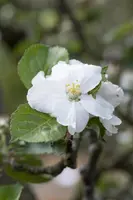 Malus domestica 'Rode Boskoop' (Appel) fruitplant 90cm - afbeelding 9