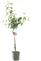 Malus domestica 'Summerred' (Appel) fruitplant 160cm - afbeelding 2