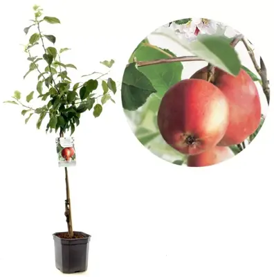 Malus domestica 'Summerred' (Appel) fruitplant 160cm - afbeelding 1