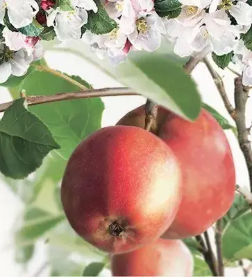 Malus domestica 'Summerred' (Appel) fruitplant 160cm - afbeelding 4