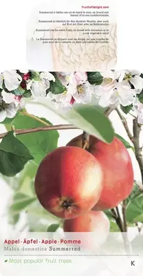 Malus domestica 'Summerred' (Appel) fruitplant 160cm - afbeelding 5