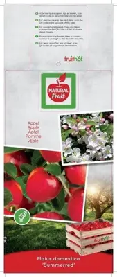 Malus domestica 'Summerred' (Appel) fruitplant 230cm - afbeelding 3