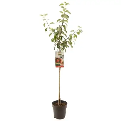 Malus domestica 'Summerred' (Appel) fruitplant 230cm - afbeelding 1