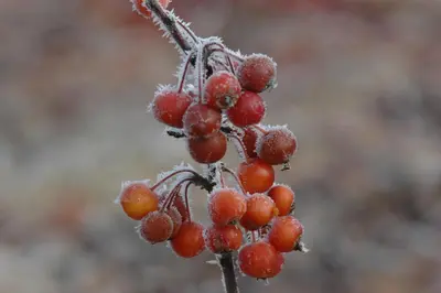 Malus 'Pomzai' (Sierappel) fruitplant 100cm - afbeelding 3