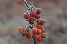 Malus 'Pomzai' (Sierappel) fruitplant 100cm - afbeelding 3