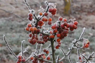 Malus 'Pomzai' (Sierappel) fruitplant 100cm - afbeelding 4