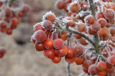 Malus 'Pomzai' (Sierappel) fruitplant 100cm - afbeelding 6